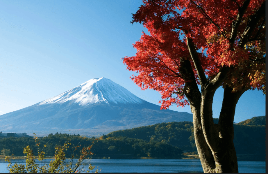 Mount Fuji mit japanischem Ahorn